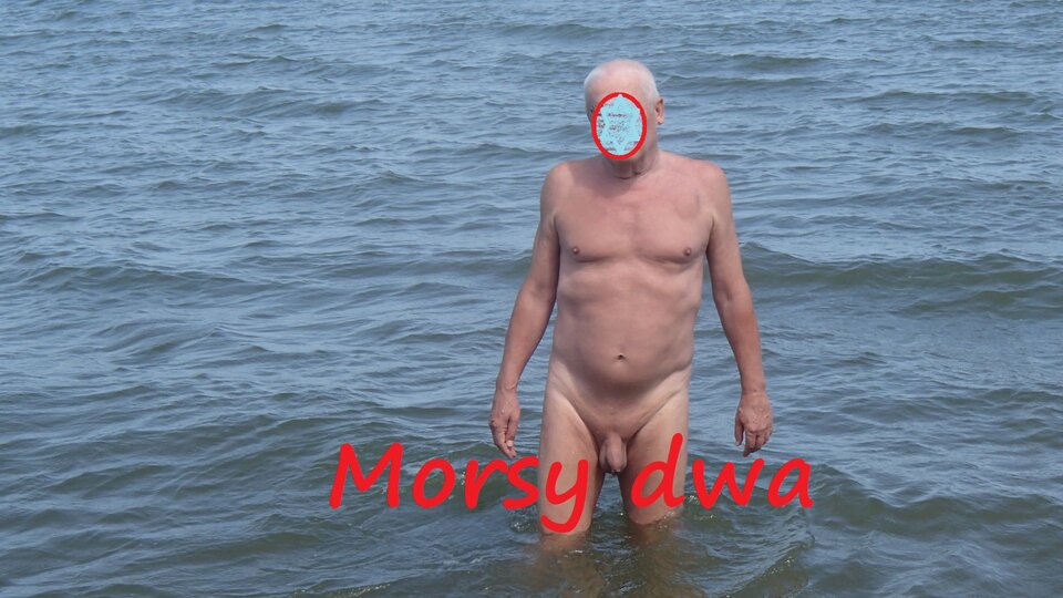 W otmętach zatoki. - Morsy_dwa