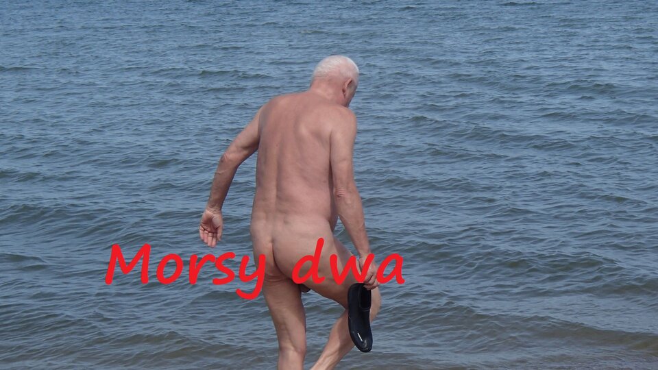 W otmętach zatoki. - Morsy_dwa