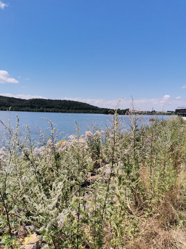 IMG_20230718_115349.jpg - takfajnie