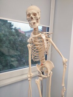 chcą nie chcą musiałem się uczyć każdej kosteczki...