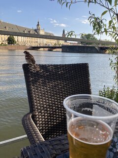 Ptak szuka towarzystwa