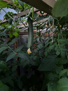 IMG_1765.jpeg