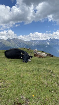 IMG_2739.jpeg