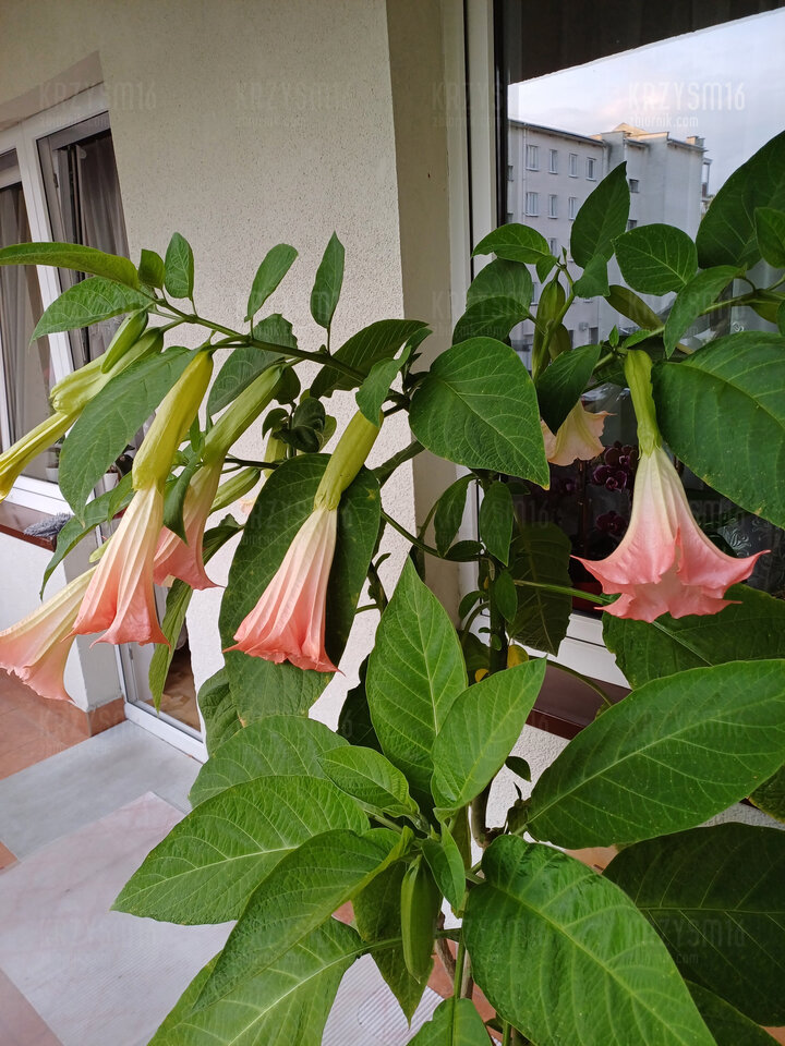 20230721_194339.jpg - krzysm16