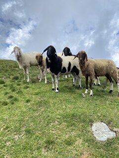 IMG_2727.jpeg