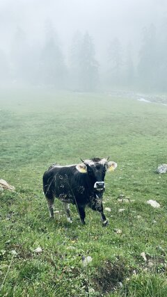 IMG_2692.jpeg