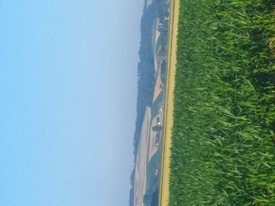 IMG_20230629_065235.jpg - malykonkretny15