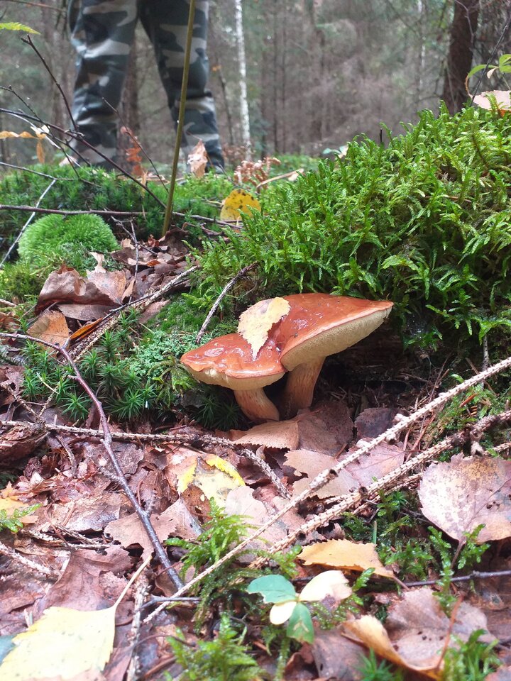 Uwielbiam chodzić po lesie... moje ulubione grzyby... - DarMaj71