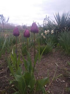 Dla Ciebie... Księżniczko :-)