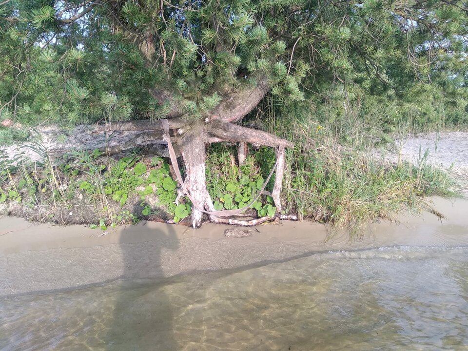 Pogoria.jpeg - SaintAmour