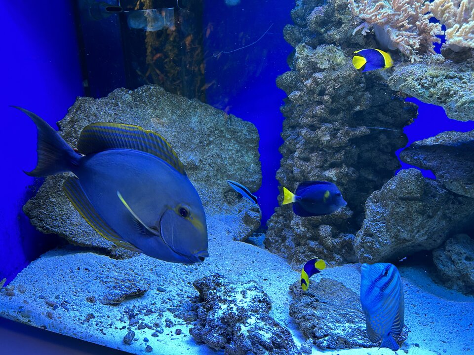 IMG_0568.jpeg - Swingerman1702