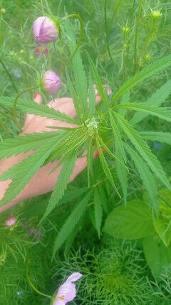 IMG-20230727-WA0005.jpeg