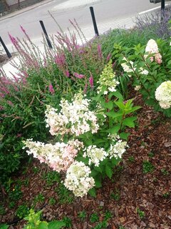 IMG_20230726_124616.jpg