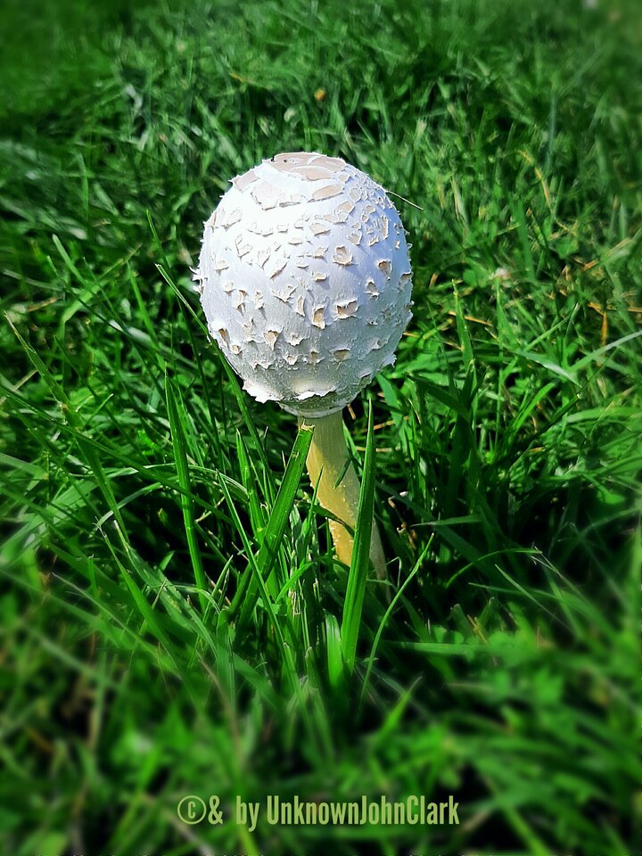 Mushroom.01.jpg - UnknownJohnClark
