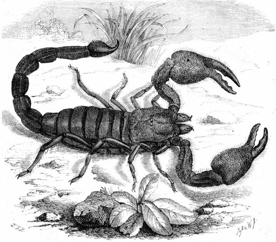 Skorpion.jpg - Skorpion_7