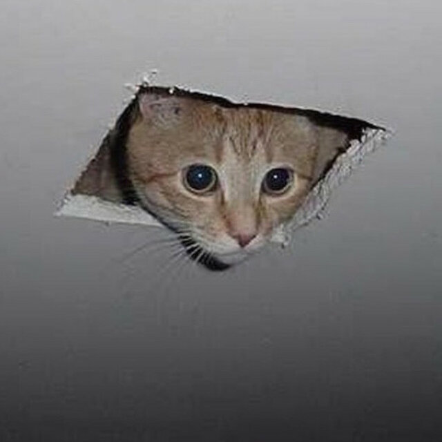 ceilingcat.jpeg - fe_ty_szysta