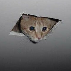 ceilingcat.jpeg