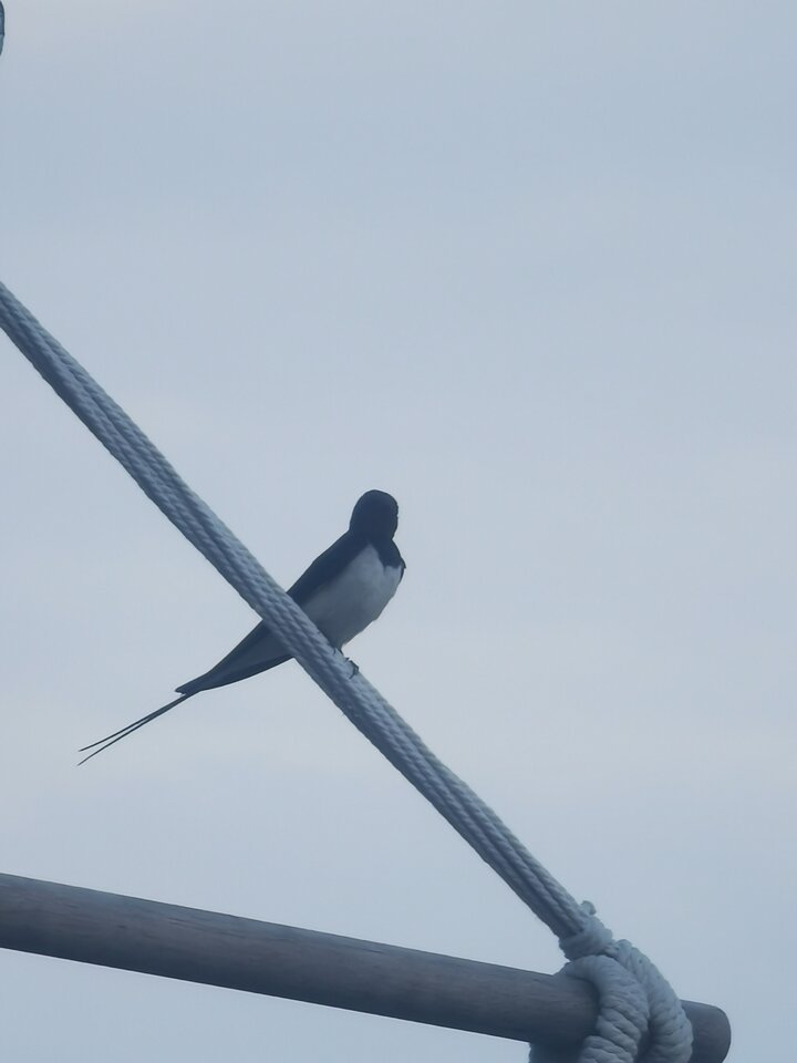 IMG_20230624_184146.jpg - SecretOneAnn