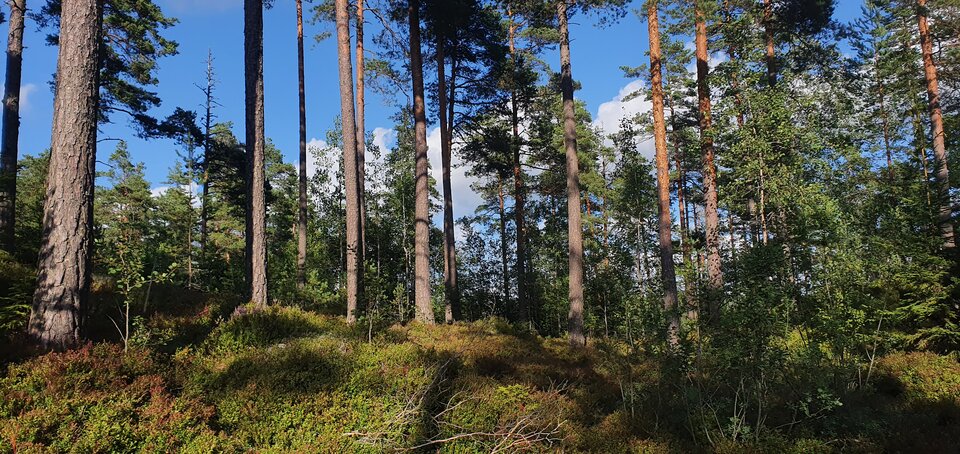 16907330251157961028344184457636.jpg - Kasiatomek12