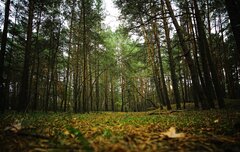 forest-g64ba550ba_1280.jpg