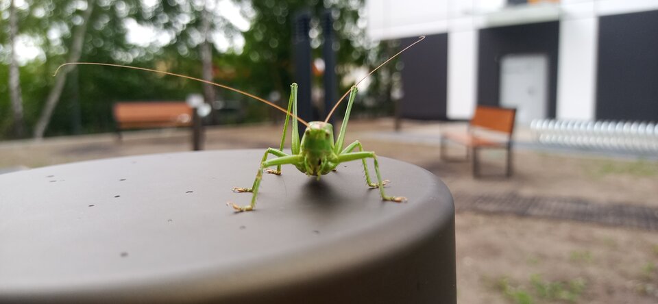 Co jest Ziom - Maciek1182