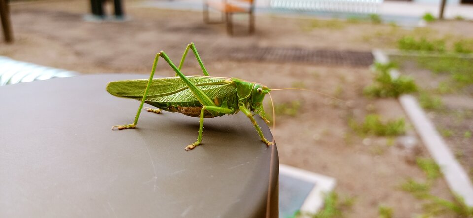 Pasikonik - Maciek1182