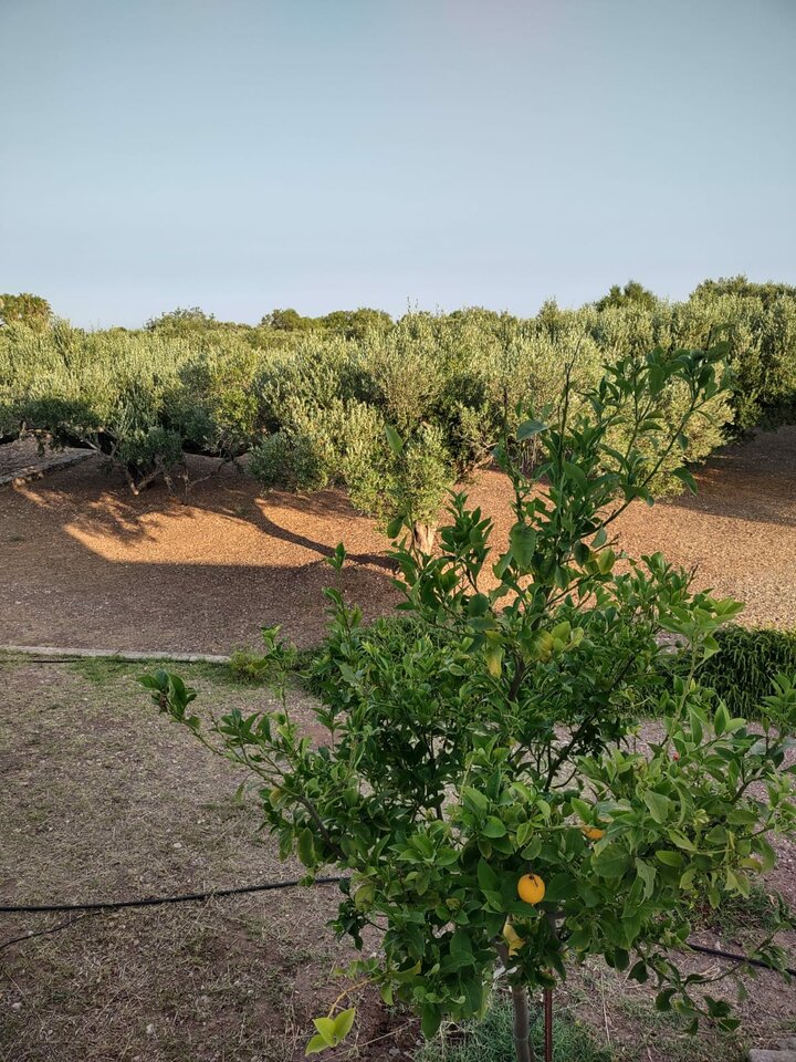 Immagine WhatsApp 2023-07-13 ore 19.53.02.jpg - Vaffa