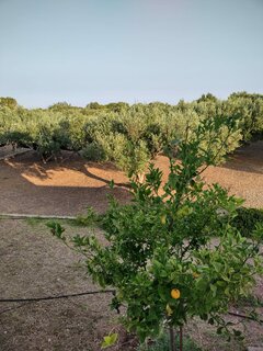 Immagine WhatsApp 2023-07-13 ore 19.53.02.jpg