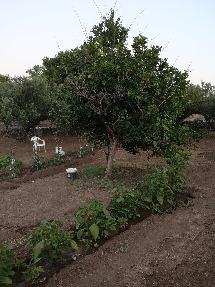 IMG_20230721_204311.jpg - Vaffa