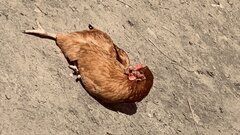 IMG_3038.jpeg
