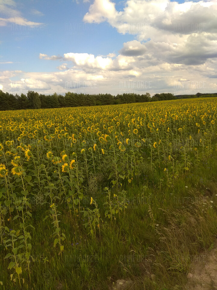 IMG_20230802_163432.jpg - naviforce