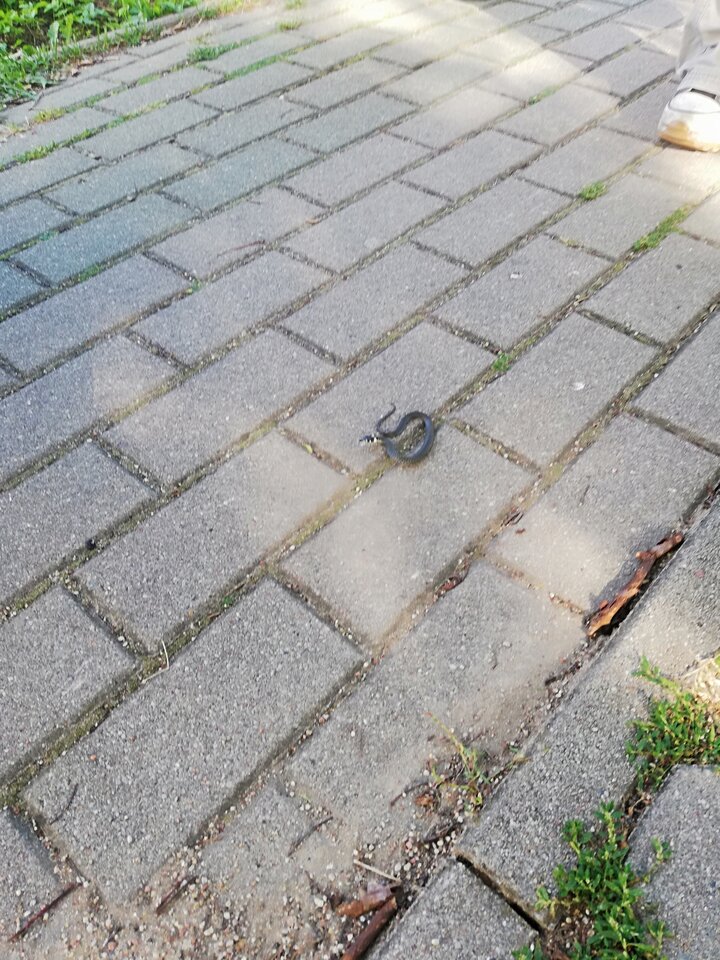 IMG_20230803_164352.jpg - Gimlii73