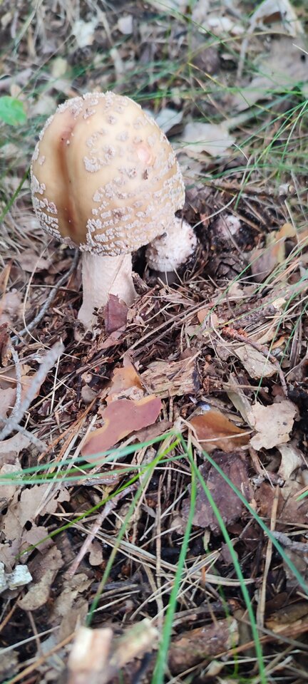 IMG_20230804_072853.jpg - jedays