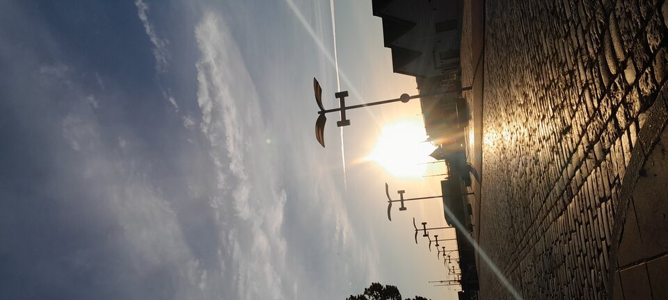 20230805_061420.jpg - Zorro8