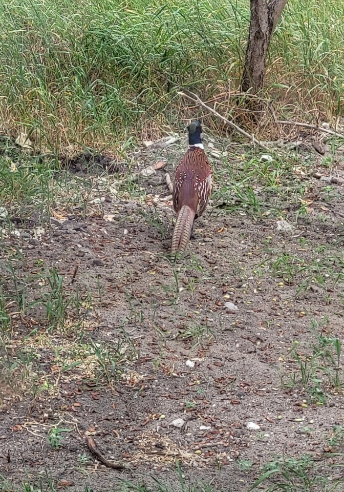 Piękny jak ......... - NiezniszczalnyParadoks