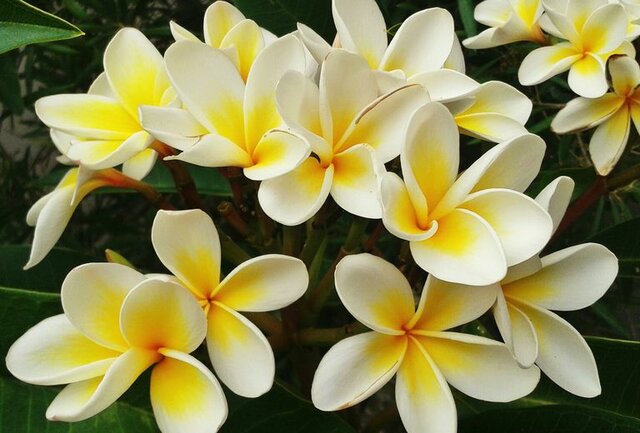 Kwiat-Lei-Frangipani-Plumeria-Rubra-MIX-KOLORÓW-13.jpg - kom12