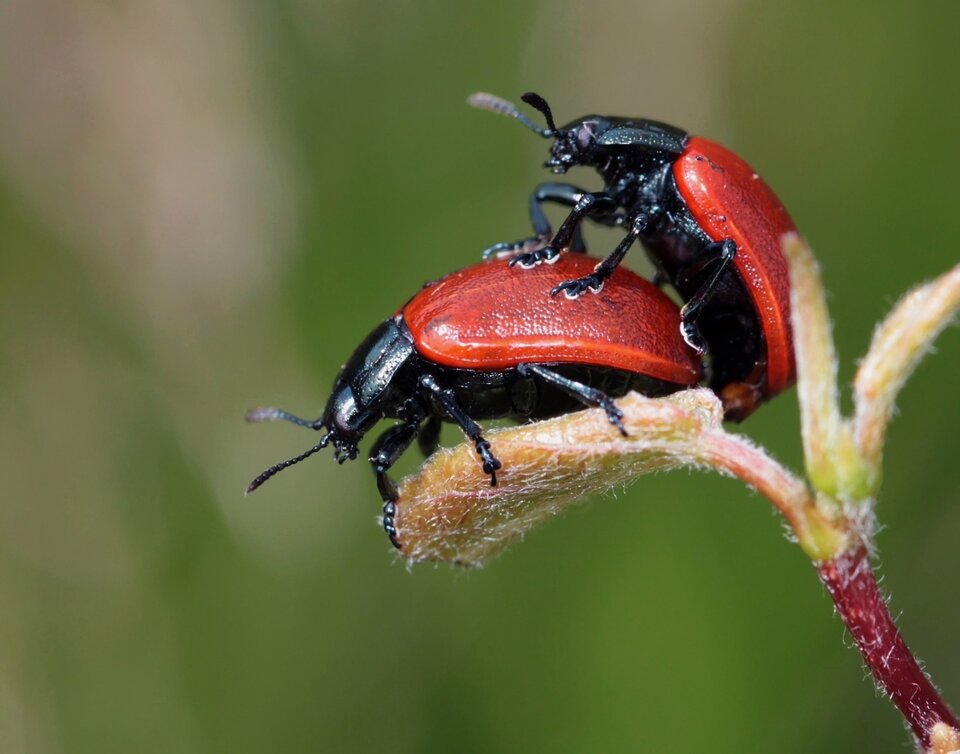 IMG_20230807_011817.jpg - aazw