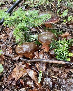 IMG_8850.jpeg