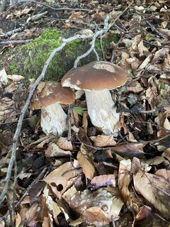 IMG_8876.jpeg