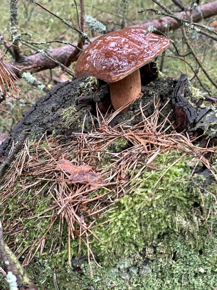 IMG_8805.jpeg - NaturystaXXX