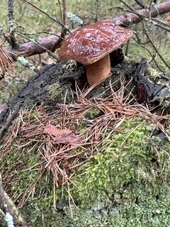 IMG_8805.jpeg