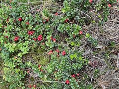 IMG_8762.jpeg