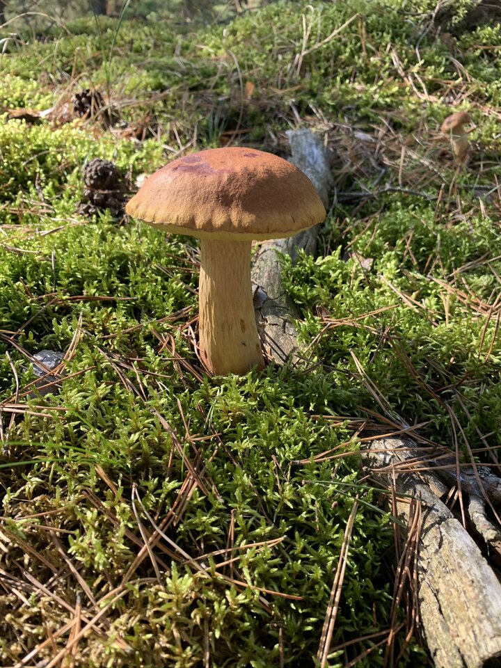 E0A642AB-0879-4C81-B62E-EBDDB47F4886.jpeg - NaturystaXXX