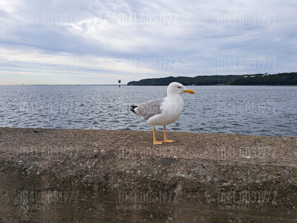 20230810_081008.jpg - malgos1972