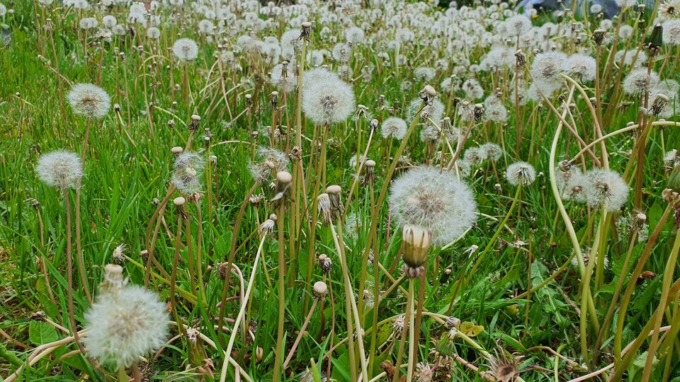 20230518_173104.jpg - Templ