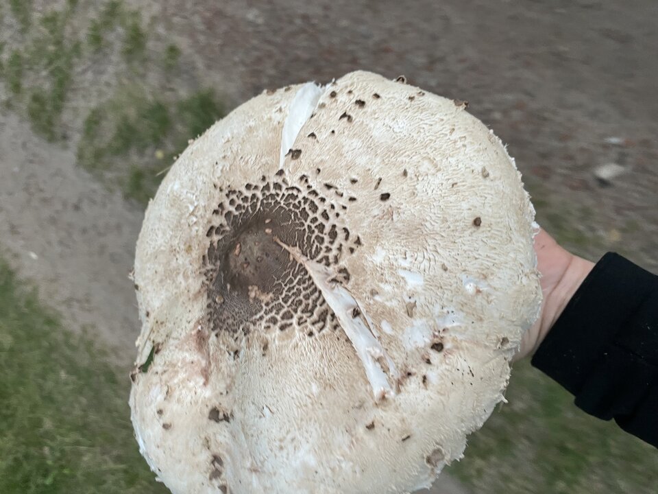 IMG_9011.jpeg - NaturystaXXX