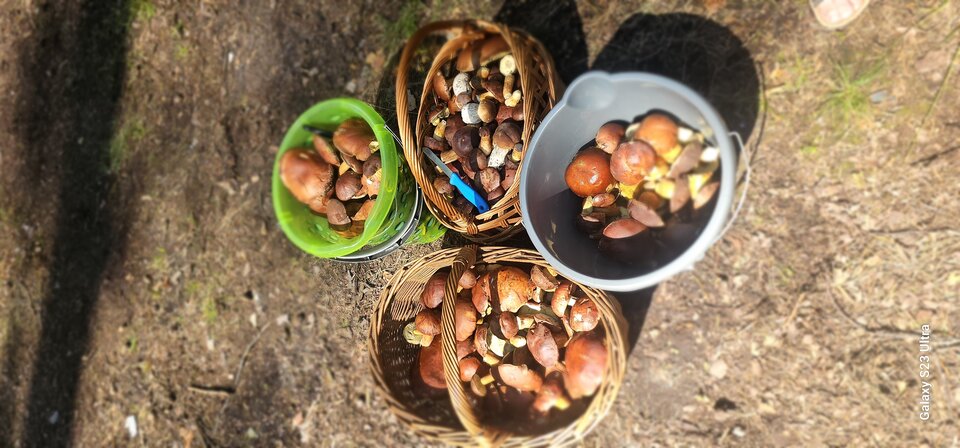 20230811_113100.jpg - CzornyDuzy