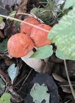 IMG_9032.jpeg