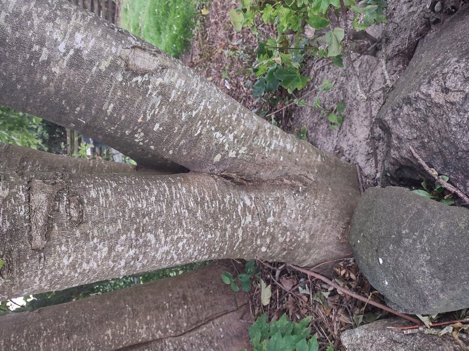 IMG_20230818_161413727_HDR.jpg - maluskiraz