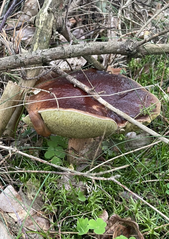 IMG_9088.jpeg - NaturystaXXX